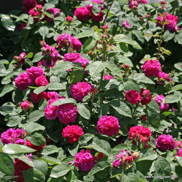 ROSE DE RESHT®
